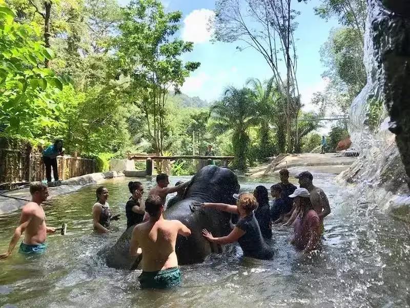 Visitor gently scrubbing and cleaning an elephant during bathing session at Phuket sanctuary