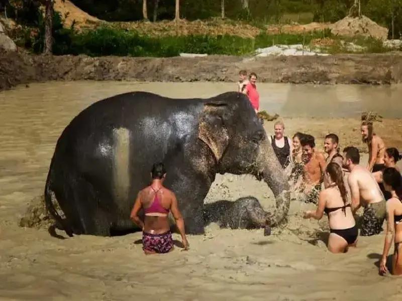Visitor feeding elephants at an ethical elephant sanctuary in Phuket