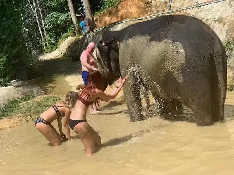 Elephants enjoying a natural mud spa treatment at a Phuket sanctuary