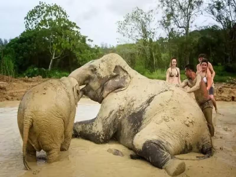 Tourists and elephants enjoying mud bath together at ethical Phuket sanctuary