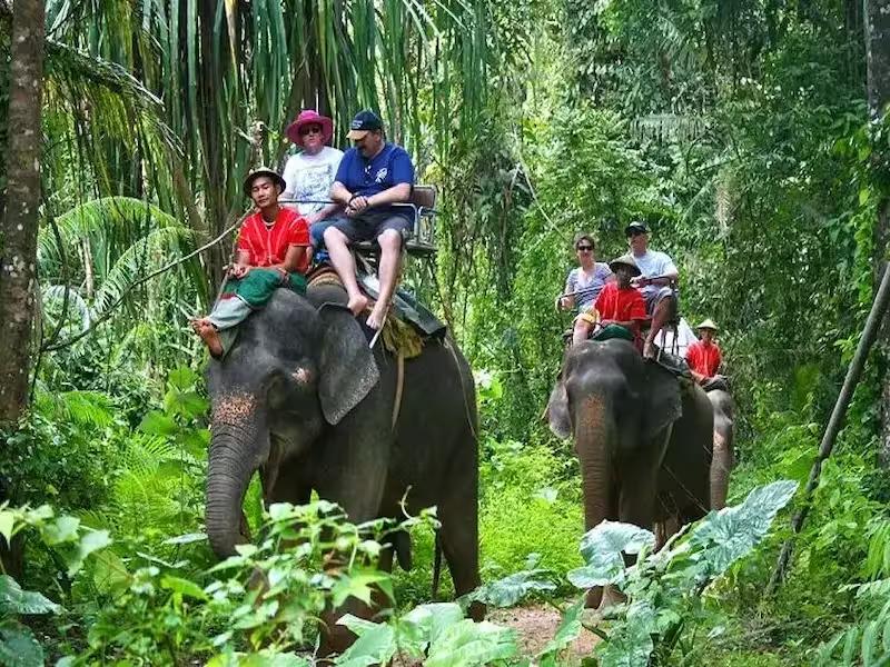 Elephant trekking adventure through lush jungle trails in Phuket, Thailand