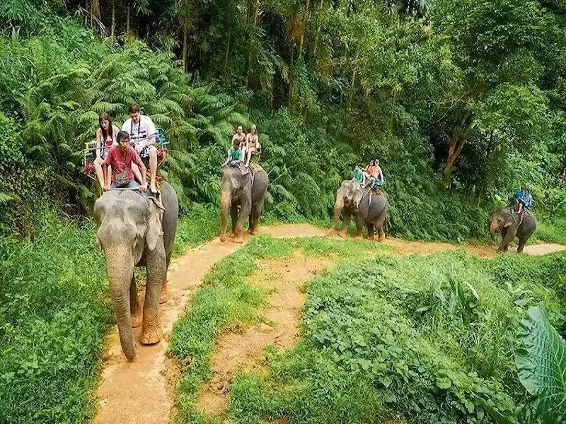 Combination elephant trekking through jungle and bathing in river at Phuket sanctuary