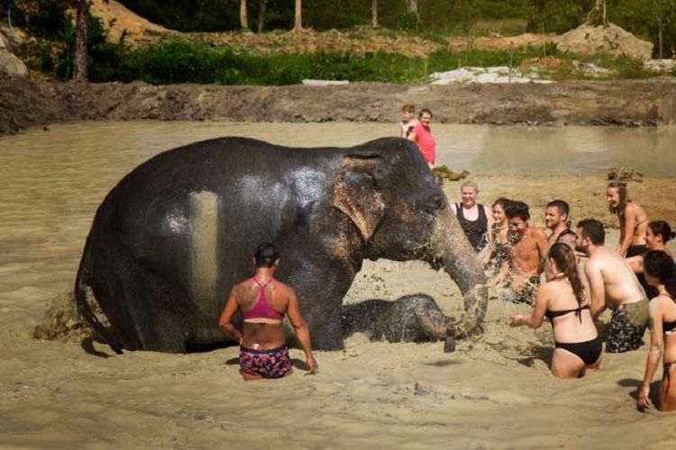 Phuket Elephant Jungle Sanctuary