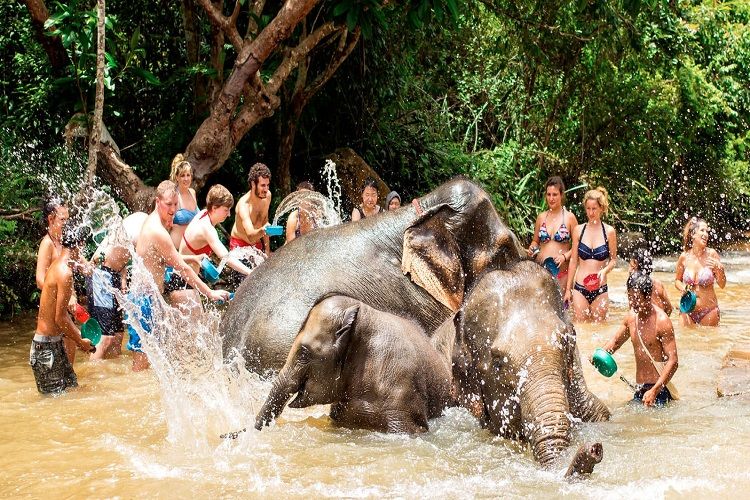 Phuket Elephant Jungle Sanctuary