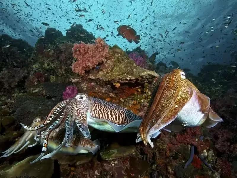 A curious squid in the waters of the Similan Islands, a common sight for divers and snorkelers